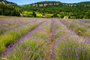 Plakat lavender row in Provence, France