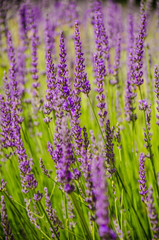 lavender flowers