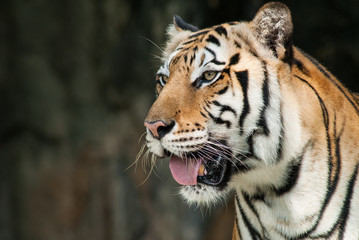 Portrait of a bengal tiger.
