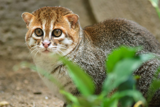 Fototapeta Flat-headed cat