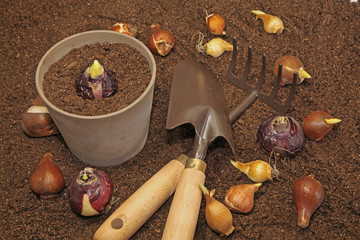 plantation de bulbes