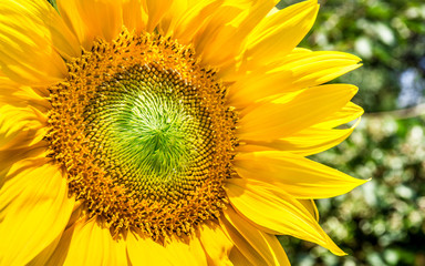 Fiore di girasole