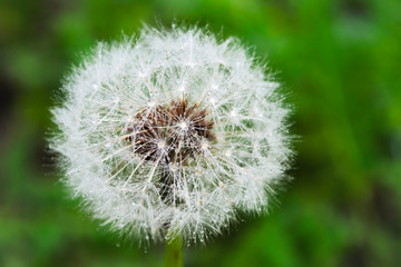Fototapeta premium Dandelion