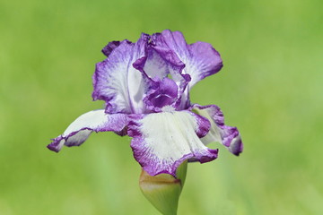 iris