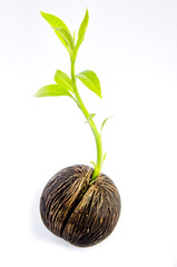 Pong Pong seed