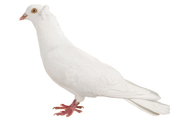 dove