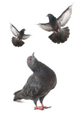dove