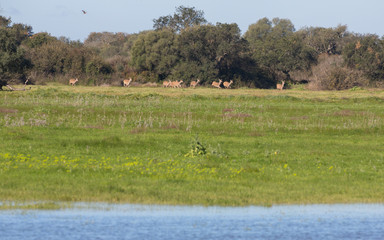 Doe group frightened