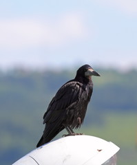 black crow ( corvus frugilegus )