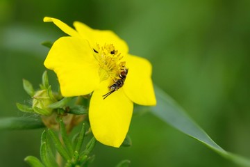 Wildbiene auf Fingerstrauch / wild bee on finger shrub