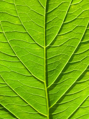 Green leaf abstract background in vertical composition