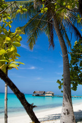 Naklejka premium Palm tree on tropical beach