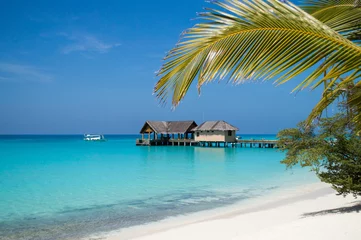 Photo sur Plexiglas Bora Bora, Polynésie française Palmier sur la plage surplombant le lagon tropical