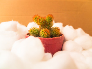 Cactus