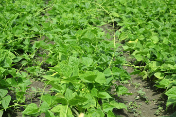 young green beans garden  in vegetables garden