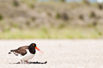 American Oystercatcher