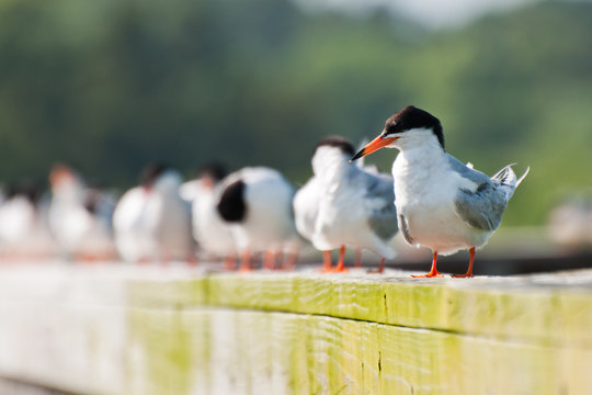 Forster's Tern