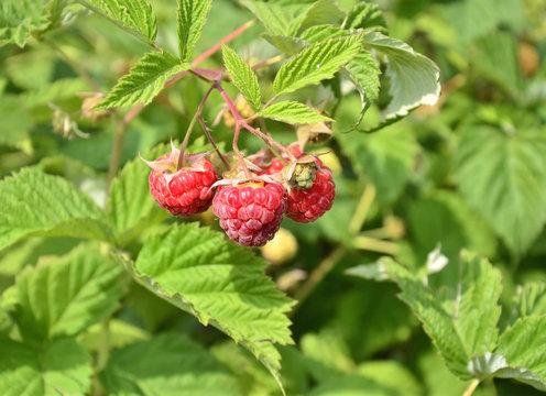 Ripe raspberries branch with leaves in the garden