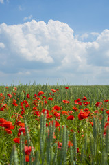 Poppies on blue sky background. Crimea, Ukraine