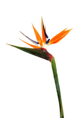 Fototapeta na wymiar Bird of Paradise Flowers