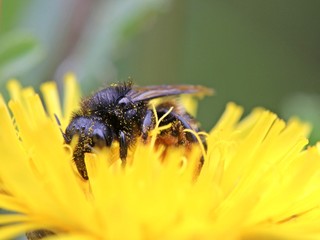 Portrait einer Biene (Osmia spec.) auf Habichtskraut
