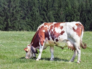 Fototapeta na wymiar Grazing Cow