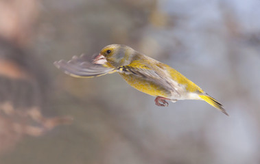 Greenfinch bird in flight