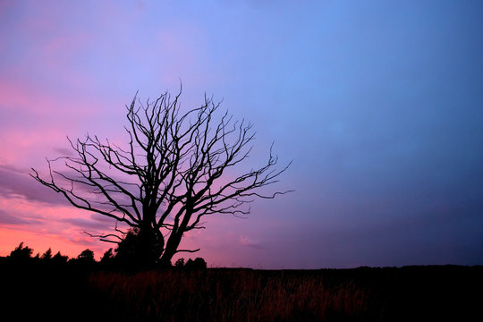 Aphyllous tree in sunset