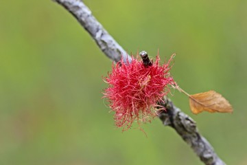 Rosengalle an Wildrose am D&ouml;rnberg