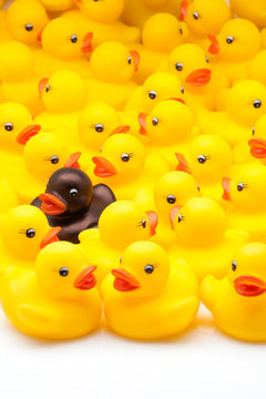 patos amarillos