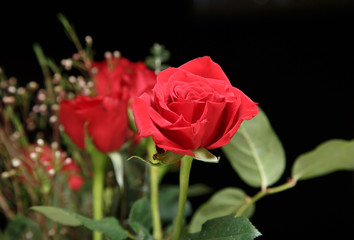 Red Roses on Black Background