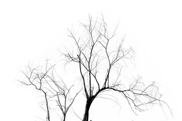 Dead Tree