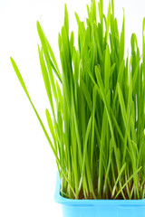 Fototapeta premium Wheatgrass in flowerpot