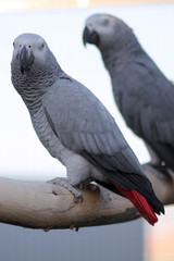 Obraz premium Graupapagei