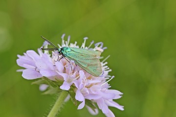 Sonnenröschen-Grünwidderchen (Adscita geryon) auf Witwenblume