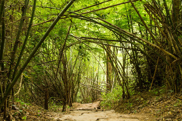 Path in forest chiangmai Thailand