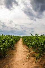Ruhige Feldlandschaft (Maisfeld) Weg in Natur mit Wolken Himmel