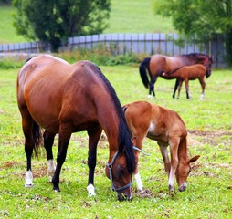 Fototapeta premium Horses grazing on the field.