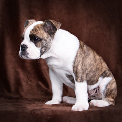 sitzende englische Bulldogge