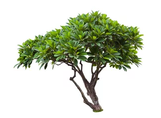 Wandaufkleber Plumeria-Baum isoliert © nbriam