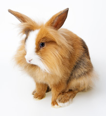 little brown pet rabbit