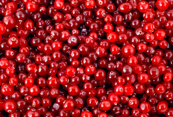 cranberry