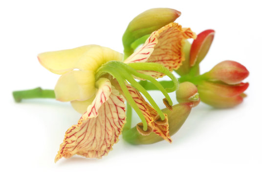 Tamarind flower