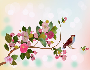 sakura ,bird , spring , postcard .