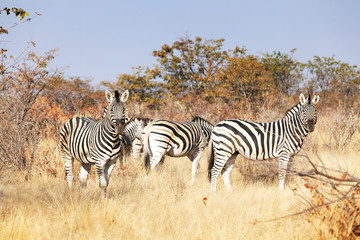 group of zebras in the national park of Namibia