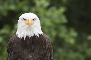 Weisskopfseeadler