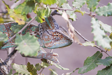 Chameleon between Oak
