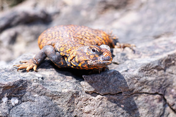 Orange Lizard