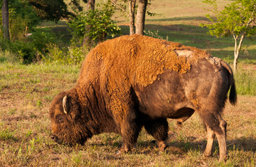 Grazing Buffalo