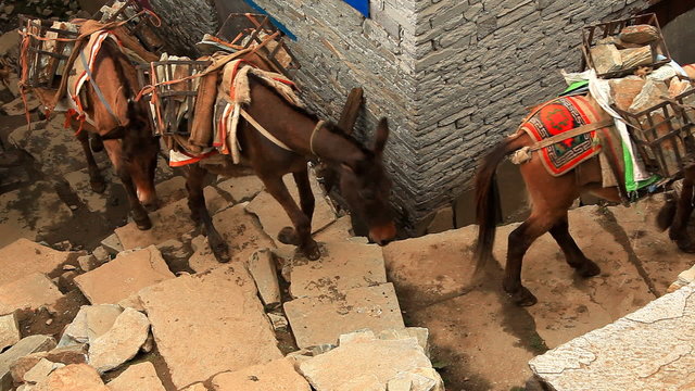 Transportation of freights on mules. Nepal, Himalayas.